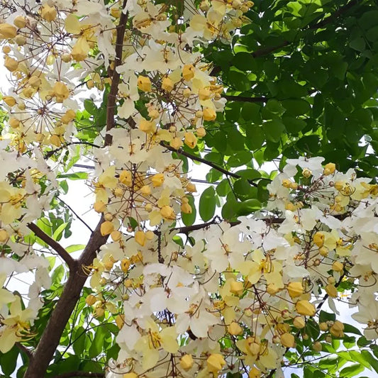 Buy Safed Amaltas (Cassia Fistula) "White Shower" - Plant online at Lalitenterprise