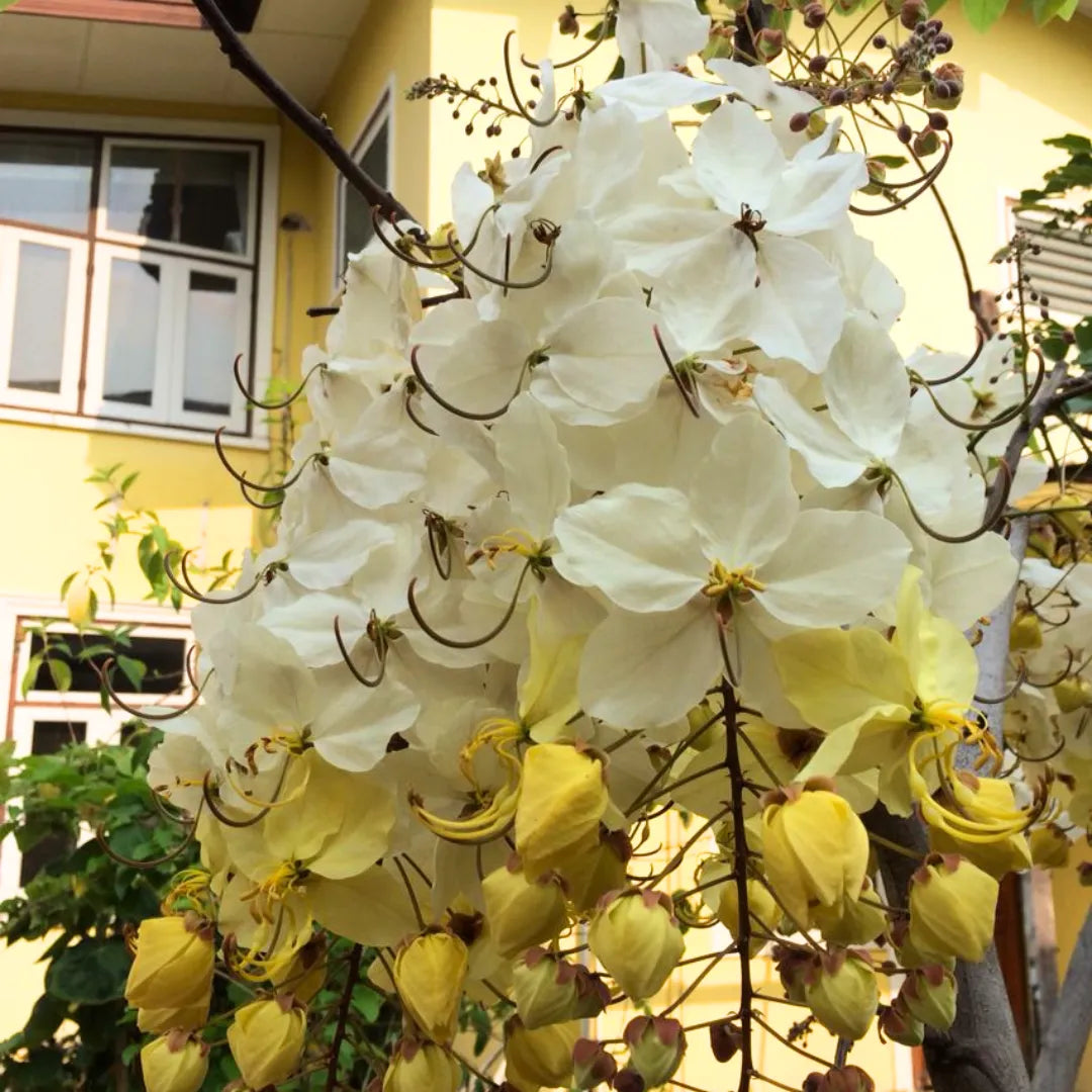 Buy Safed Amaltas (Cassia Fistula) "White Shower" - Plant online at Lalitenterprise