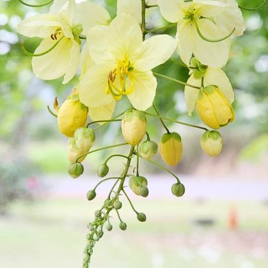 Buy Safed Amaltas (Cassia Fistula) "White Shower" - Plant online at Lalitenterprise