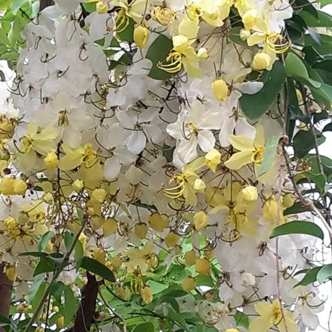 Buy Safed Amaltas (Cassia Fistula) "White Shower" - Plant online at Lalitenterprise