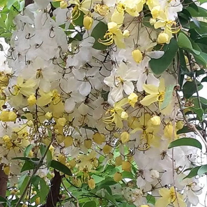 Buy Safed Amaltas (Cassia Fistula) "White Shower" - Plant online at Lalitenterprise