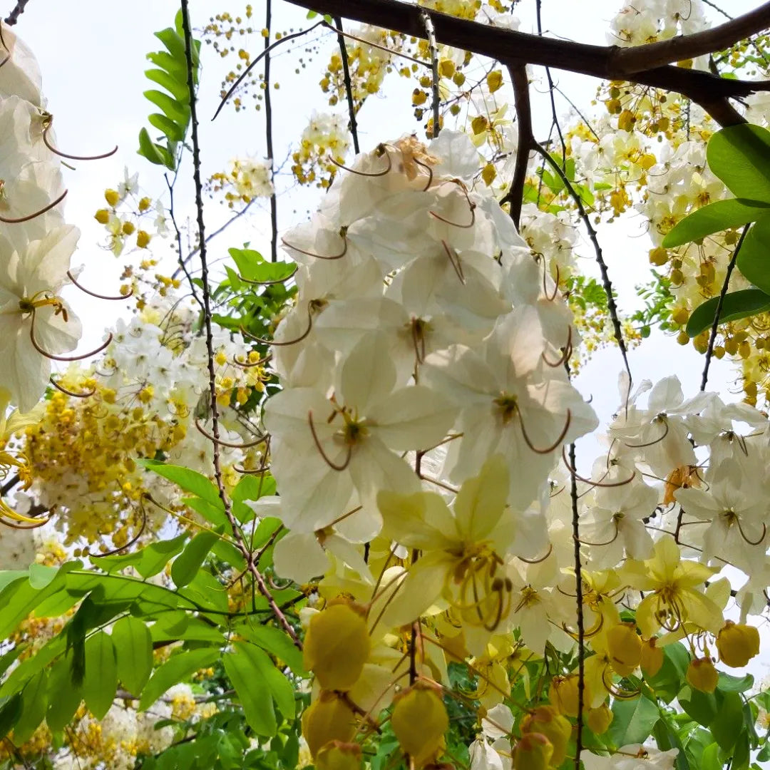 Buy Safed Amaltas (Cassia Fistula) "White Shower" - Plant online at Lalitenterprise