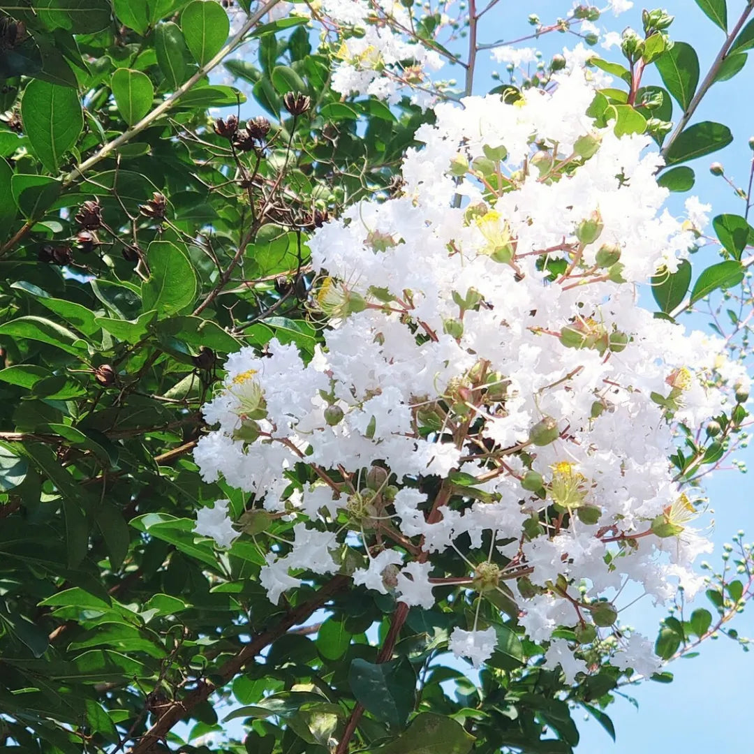 Buy White Crape Myrtle - Plant Online at Lalitenterprise