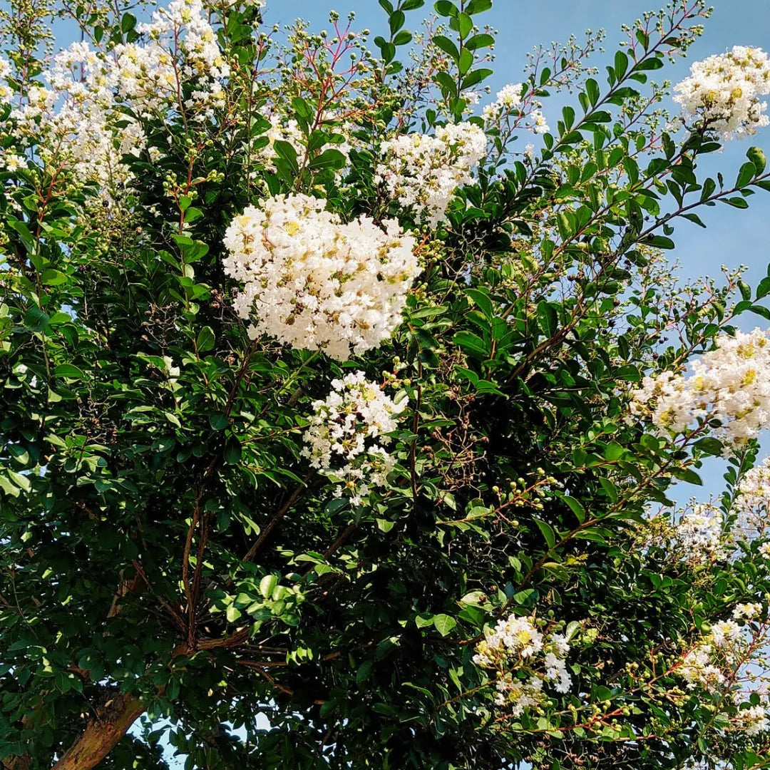 Buy Lagerstroemia Indica White - Plant Online at Lalitenterprise