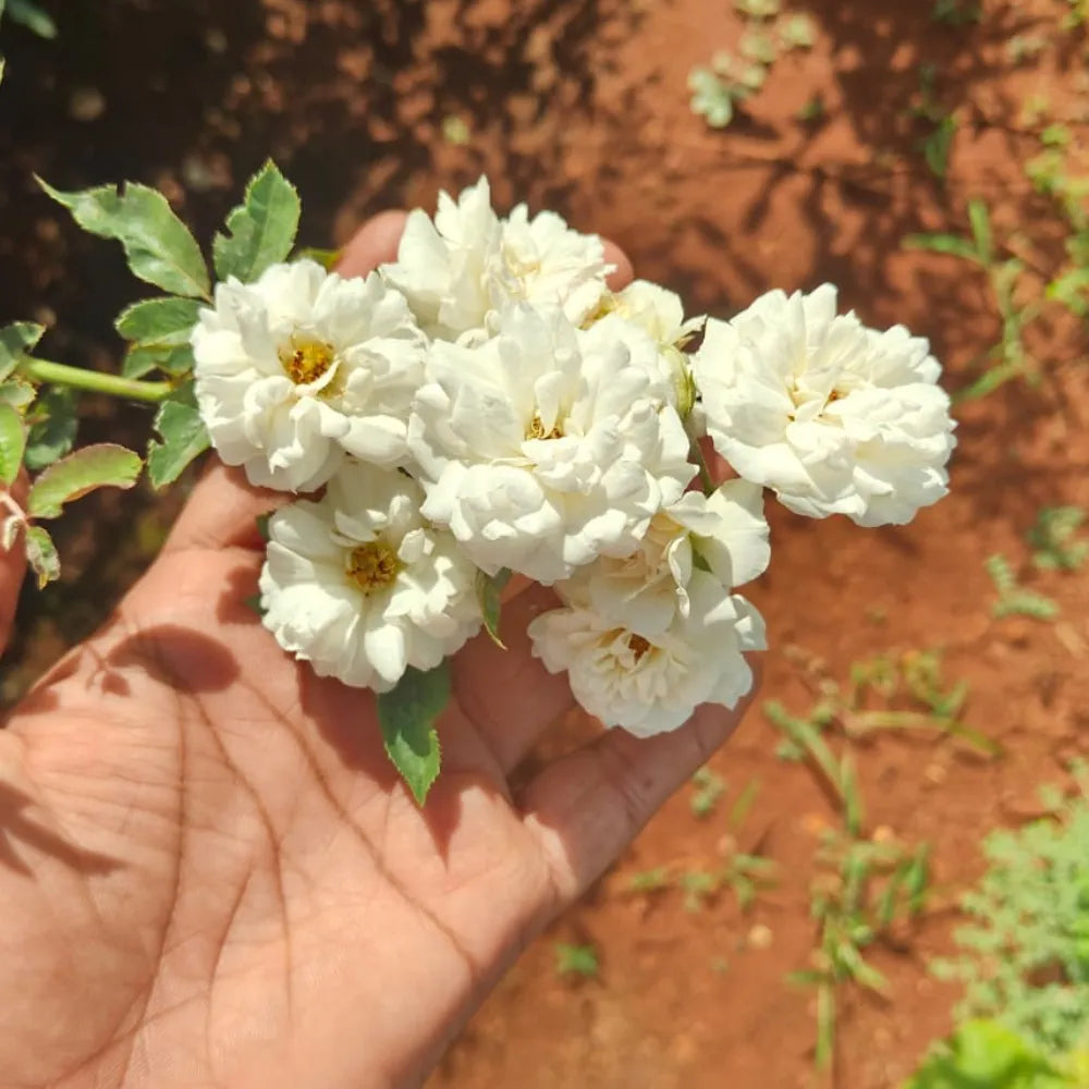 Buy Creeping, Climbing Rose "White" - Plant Online at Lalitenterprise