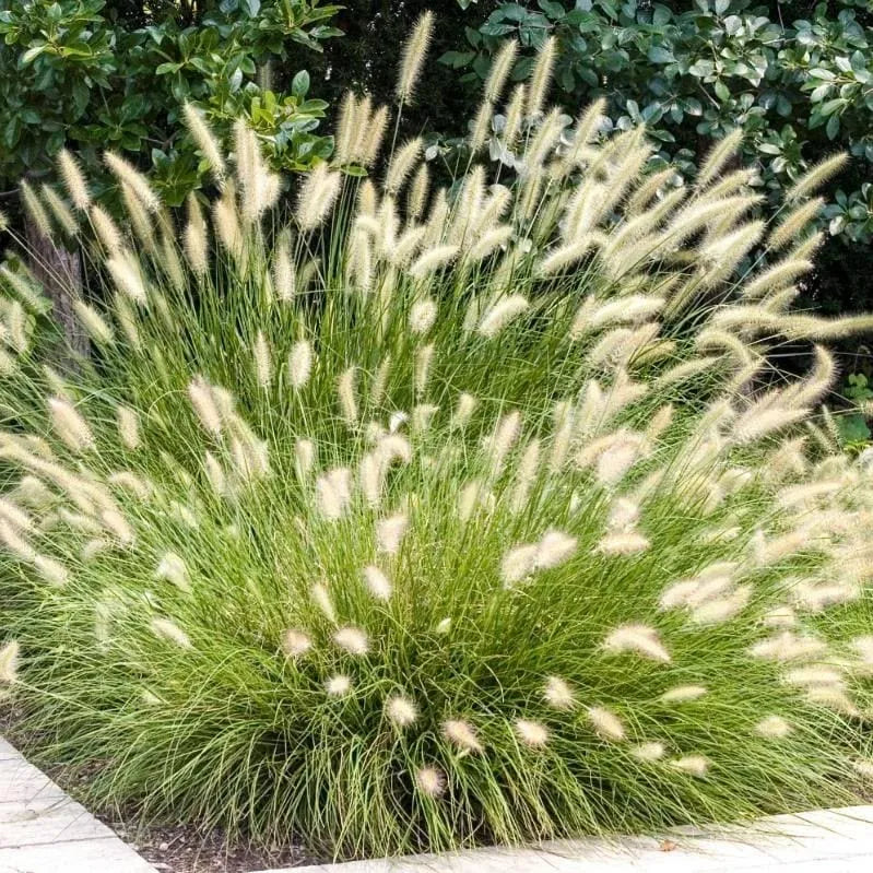 Buy White Fountain Grass (Pennisetum Setaceum) - Plant Online at Lalitenterprise