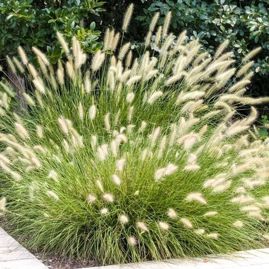 Buy White Fountain Grass (Pennisetum Setaceum) - Plant Online at Lalitenterprise