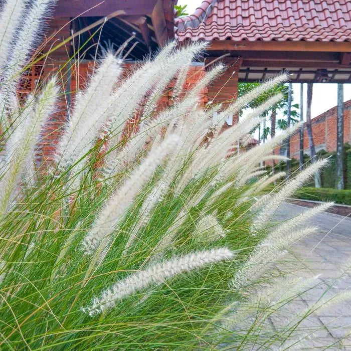 Buy White Fountain Grass (Pennisetum Setaceum) - Plant Online at Lalitenterprise