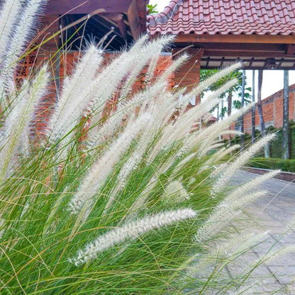 Buy White Fountain Grass (Pennisetum Setaceum) - Plant Online at Lalitenterprise