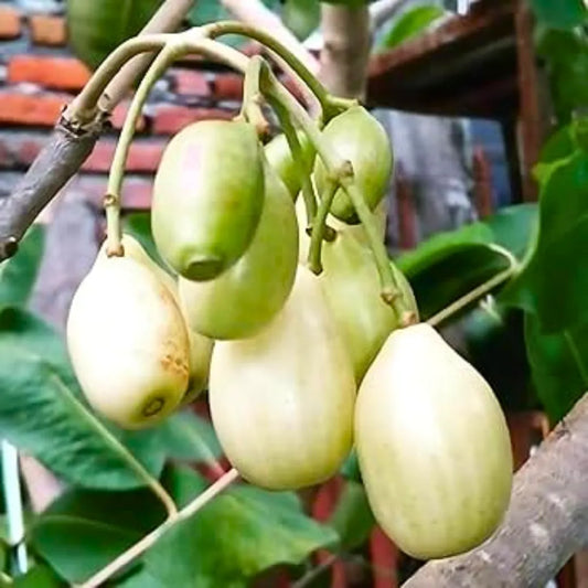 Buy Jamun White (Syzygium Cumini) - Plant Online at Lalitenterptise