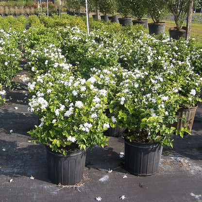 Buy Downy Jasmine (Jasminum Multiflorum) "White Kunda" - Plant Online at Lalitenterprise