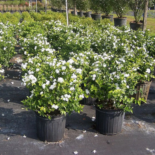 Buy Downy Jasmine (Jasminum Multiflorum) "White Kunda" - Plant Online at Lalitenterprise