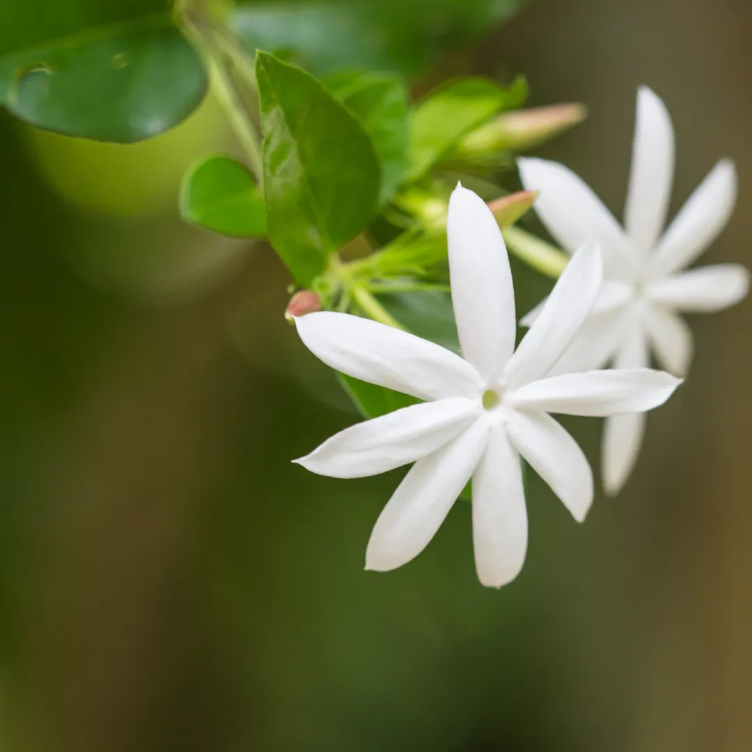 Buy Downy Jasmine - Plant Online at Lalitenterprise