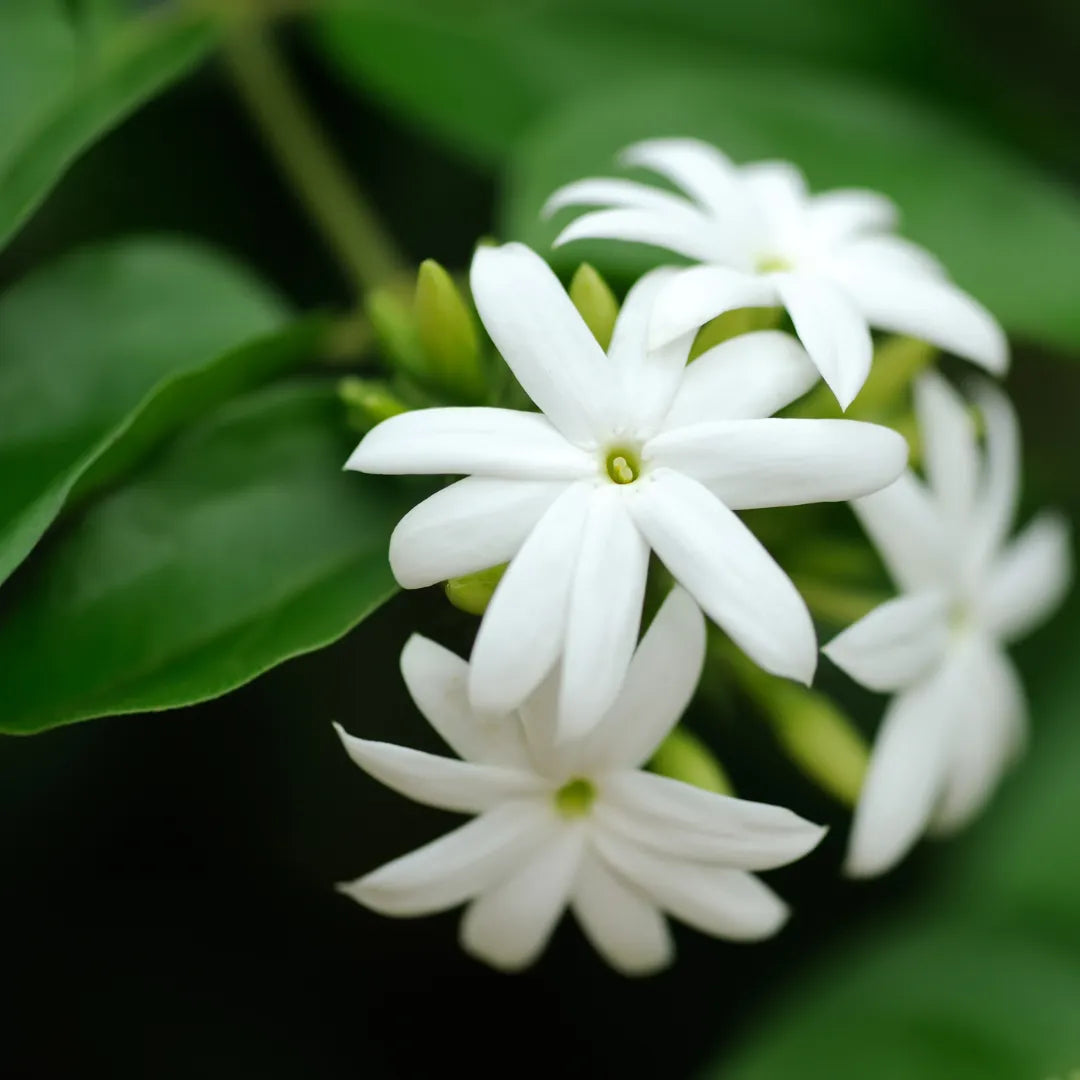 Buy White Kunda - Plant Online at Lalitenterprise