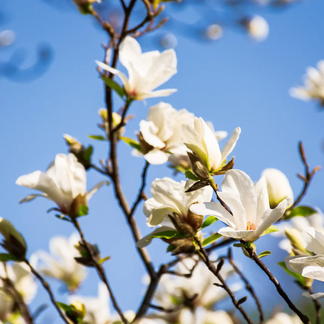 Buy White Magnolia Grandiflora (Southern Magnolia) - Plant Online at Lalitenterprise