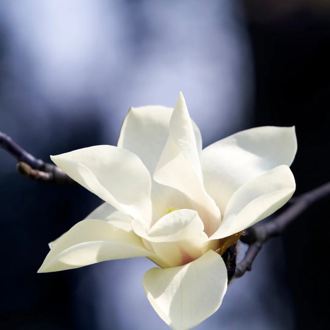 Buy White Magnolia Grandiflora - Plant Online at Lalitenterprise