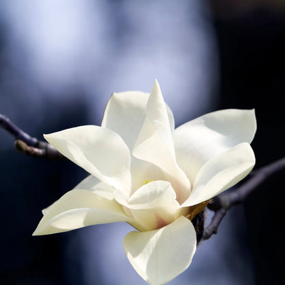 Buy White Magnolia Grandiflora - Plant Online at Lalitenterprise