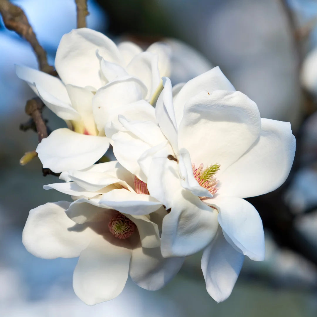 Buy White Magnolia Grandiflora (Southern Magnolia) - Plant Online at Lalitenterprise
