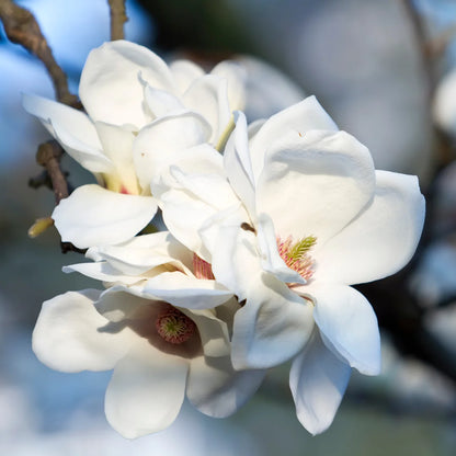 Buy White Magnolia Grandiflora (Southern Magnolia) - Plant Online at Lalitenterprise