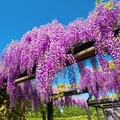 Buy Wisteria Sinensis (Vines) - Plant Online at Lalitenterprise