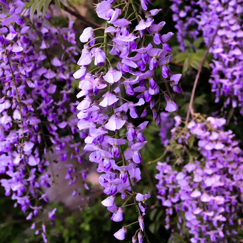 Buy Wisteria Sinensis (Vines) Purple - Plant Online at Lalitenterprise