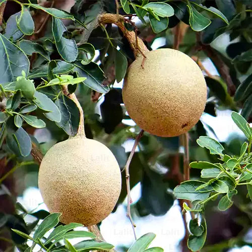 Buy Wood Apple (Limonia Acidissima) - Plant Online at Lalitenterprise