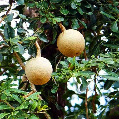 Buy Limonia Acidissima - Plant Online at Lalitenterprise