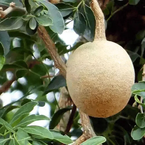 Buy Wood Apple  - Plant Online at Lalitenterprise