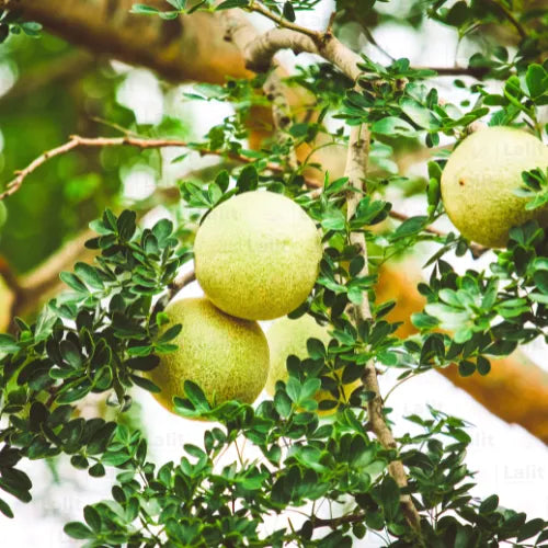 Buy Wood Apple - Plant Online at Lalitenterprise