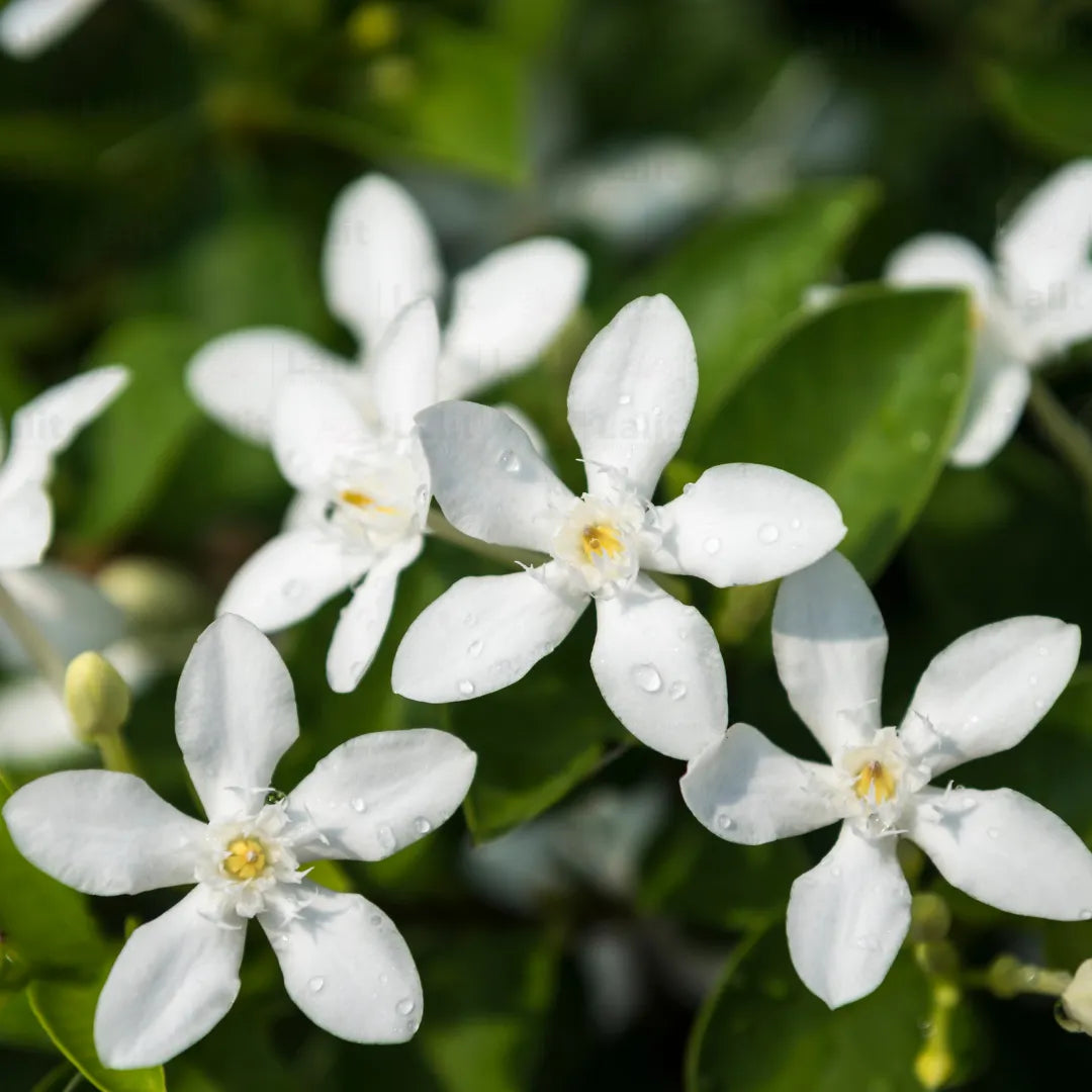 Buy Sri Lankan Jasmine (Wrightia Antidysenterica) - Plant Online at Lalitenterprise