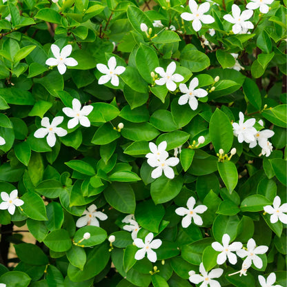 Buy Sri Lankan Jasmine  - Plant Online at Lalitenterprise