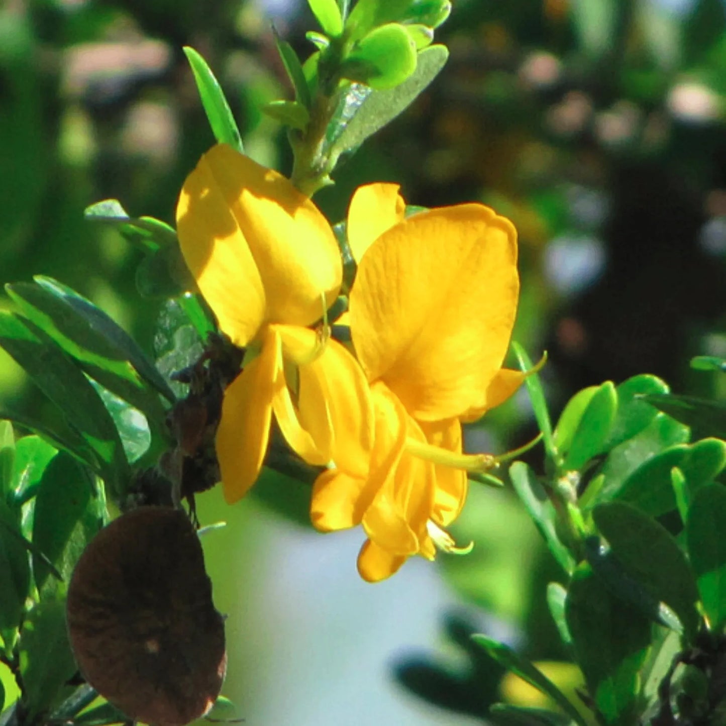 buy Yellow Braya (Trifidacanthus Unifoliolatus) "Bonsai" - Plant Online at Lalitenterprise