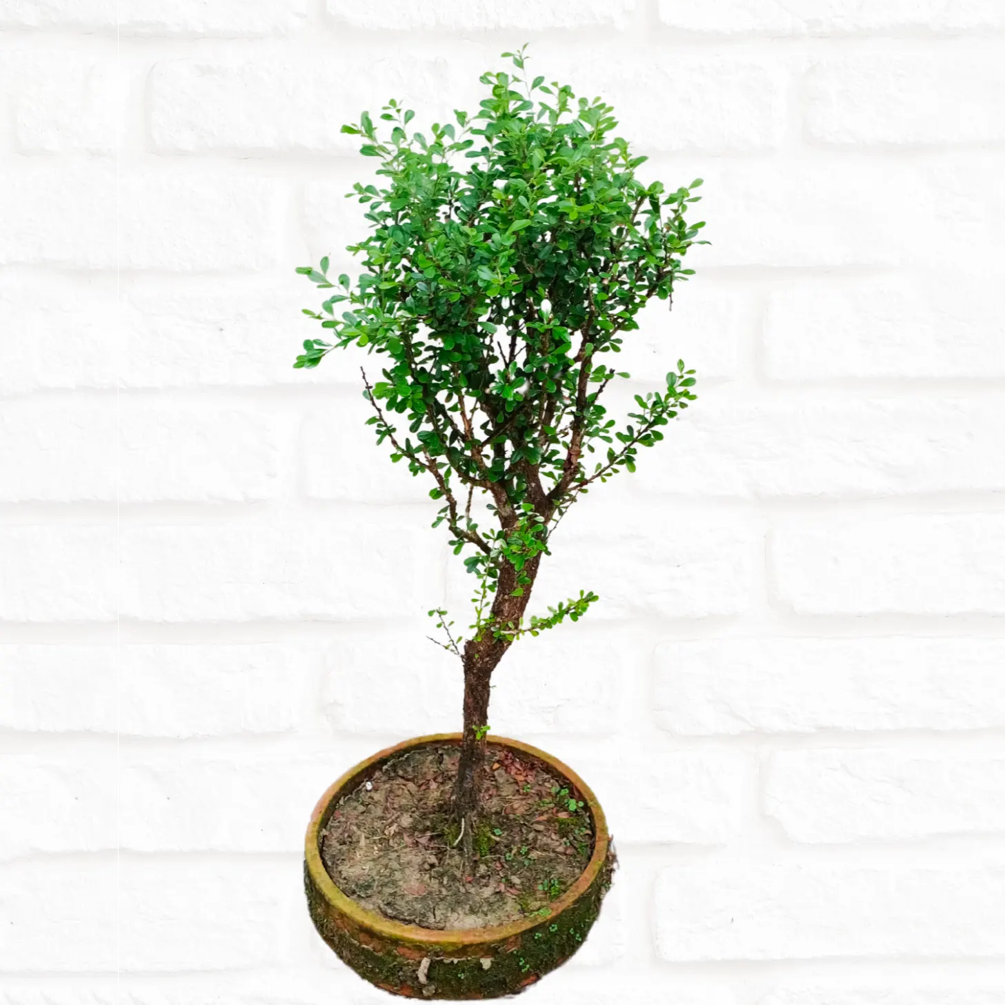 buy Yellow Braya (Trifidacanthus Unifoliolatus) "Bonsai" - Plant Online at Lalitenterprise