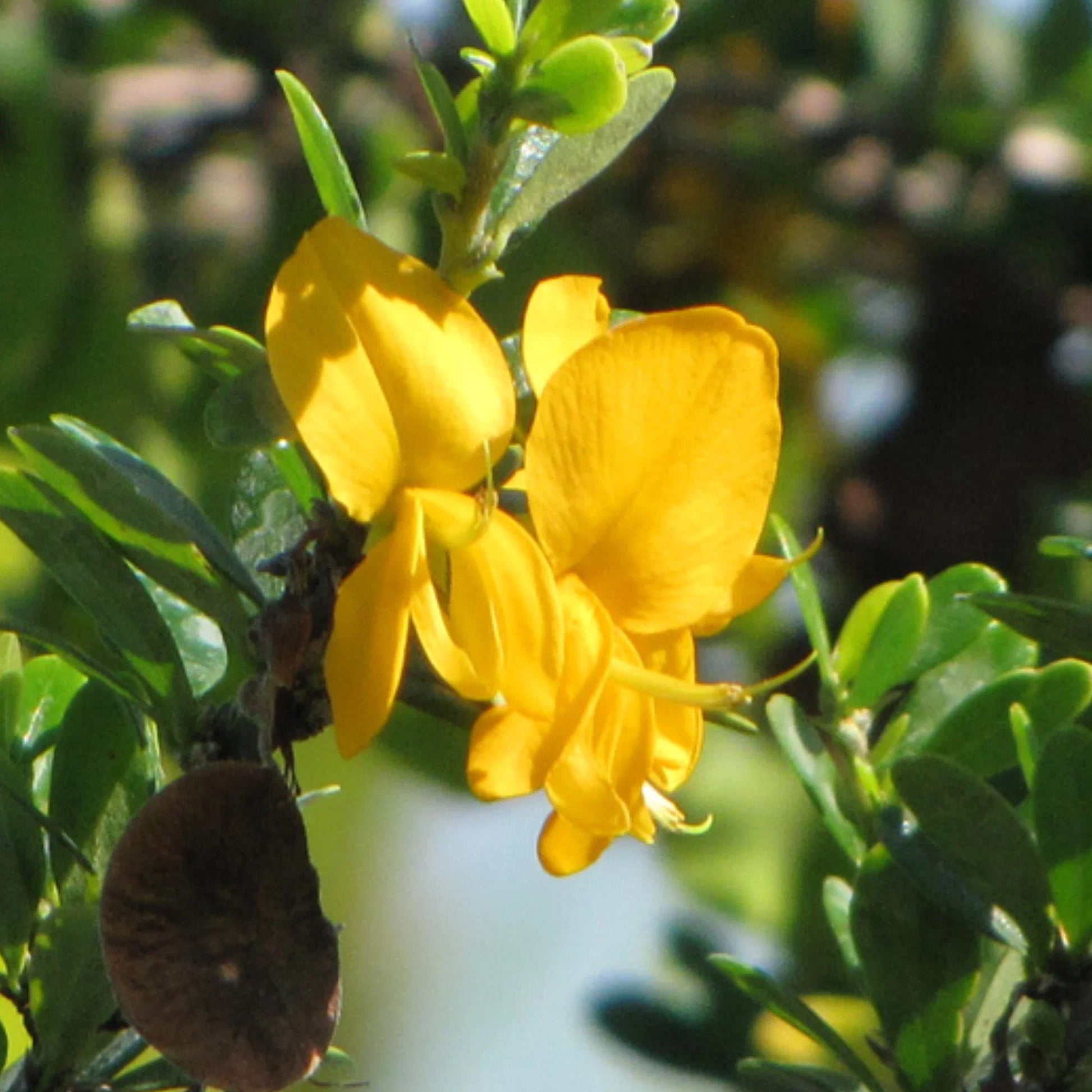 Buy Yellow Braya (Trifidacanthus Unifoliolatus) - Plant Online at Lalitenterprise
