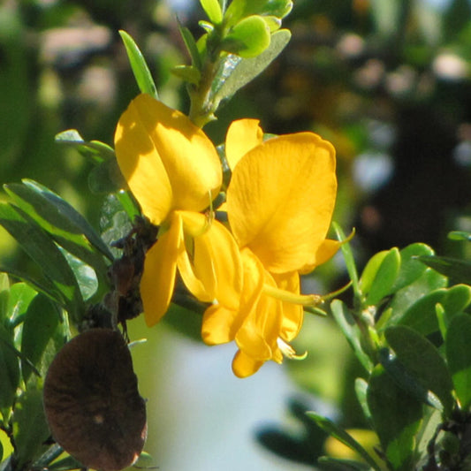 Buy Yellow Braya (Trifidacanthus Unifoliolatus) - Plant Online at Lalitenterprise