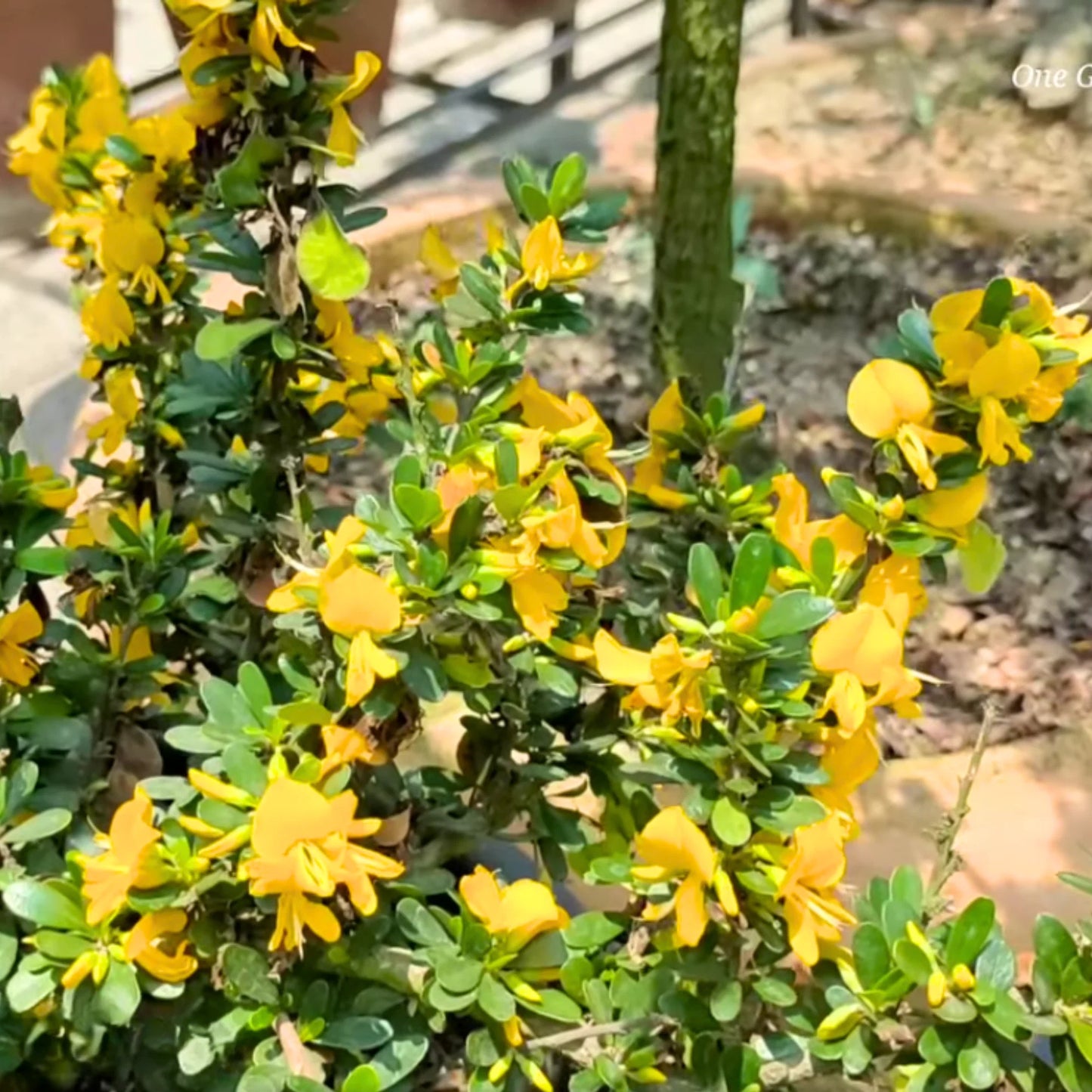Buy Yellow Braya (Trifidacanthus Unifoliolatus) - Plant Online at Lalitenterprise