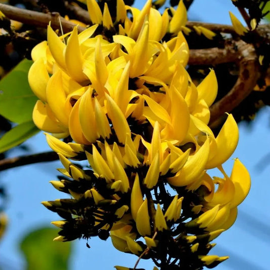 Buy Yellow Palash "Grafted" (Butea Monosperma) - Plant Online at Lalitenterprise