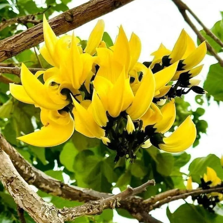 Buy Yellow Palash "Grafted" (Butea Monosperma) - Plant Online at Lalitenterprise