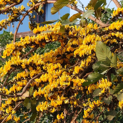 Buy Yellow Palash "Grafted" (Butea Monosperma) - Plant Online at Lalitenterprise
