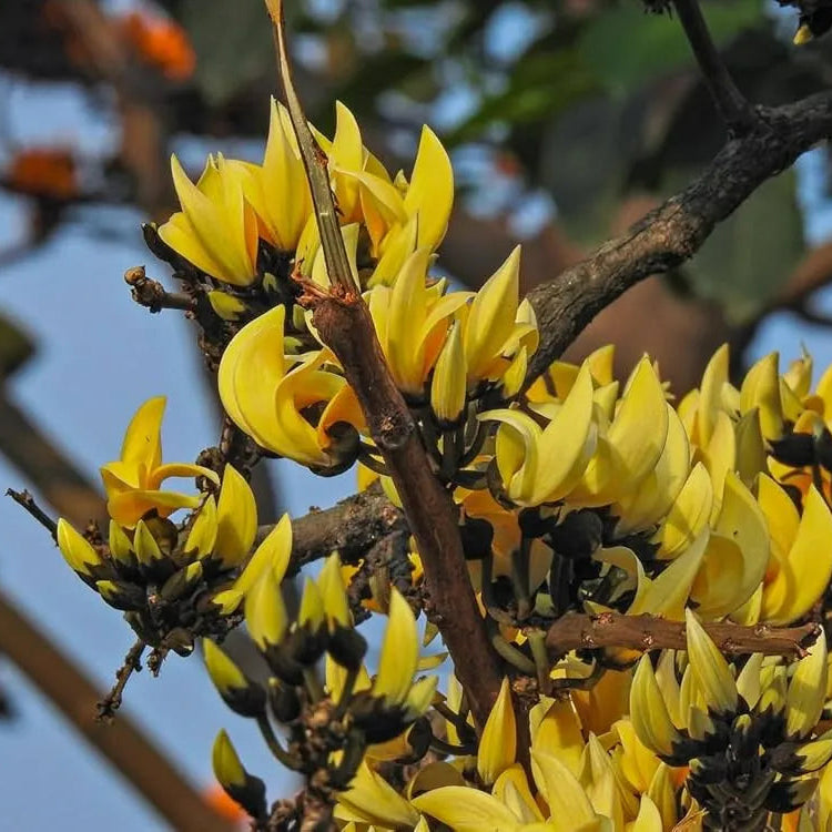 Buy Yellow Palash "Grafted" (Butea Monosperma) - Plant Online at Lalitenterprise