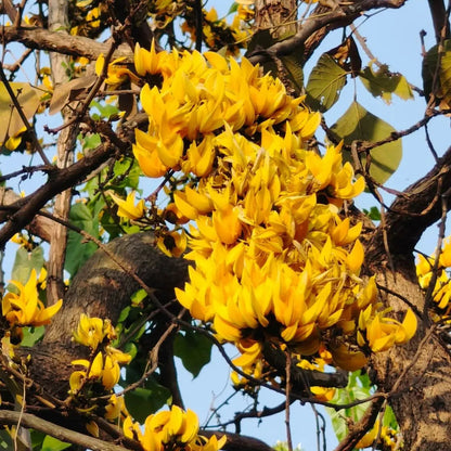 Buy Yellow Palash "Grafted" (Butea Monosperma) - Plant Online at Lalitenterprise