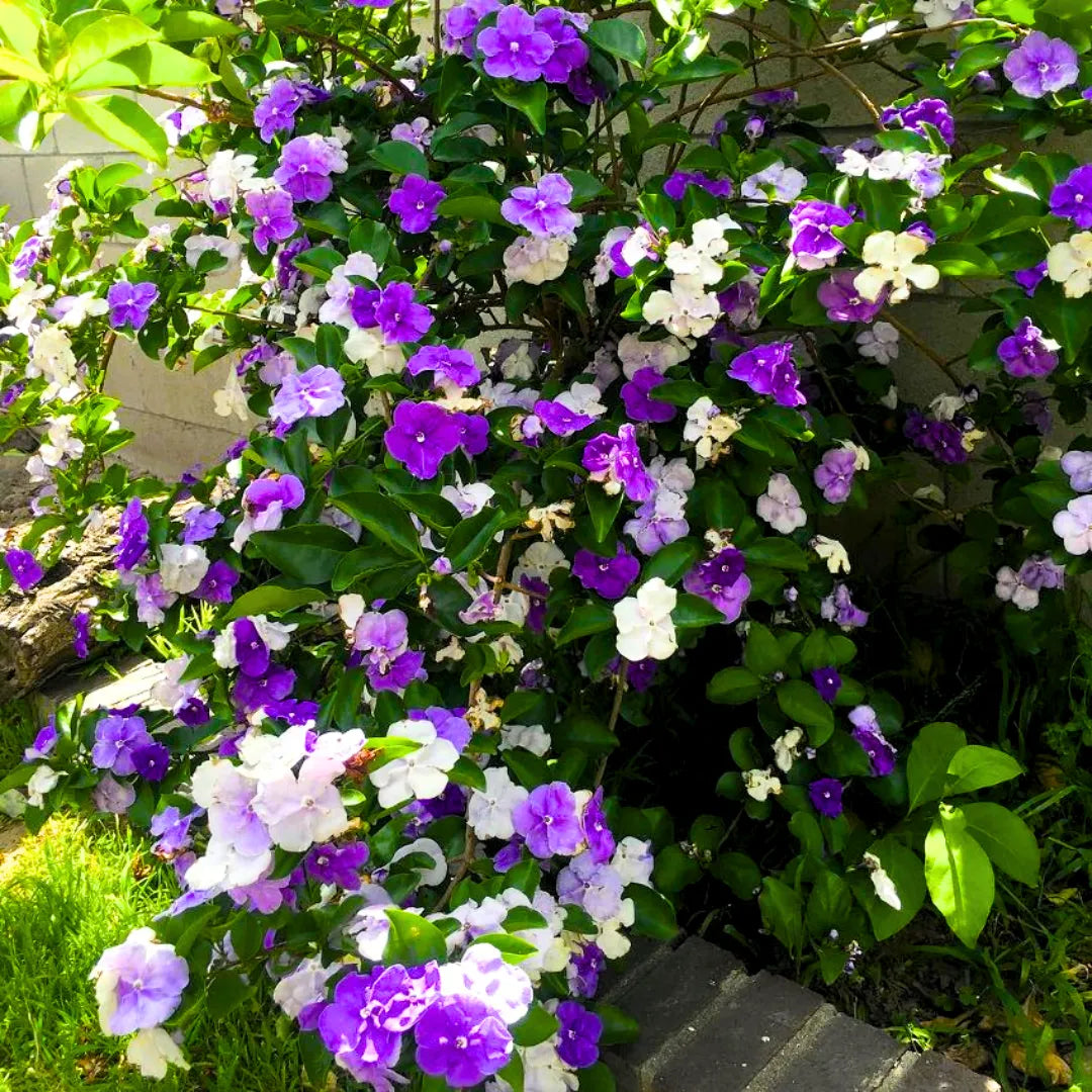 Buy Yesterday, Today & Tomorrow (Brunfelsia Pauciflora) Morning, Noon & Night - Plant Online at Lalitenterprise
