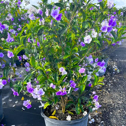 yesterday today and tomorrow plant in pots Yesterday, Today & Tomorrow (Brunfelsia Pauciflora) Morning, Noon & Ni – Lalit Enterprise