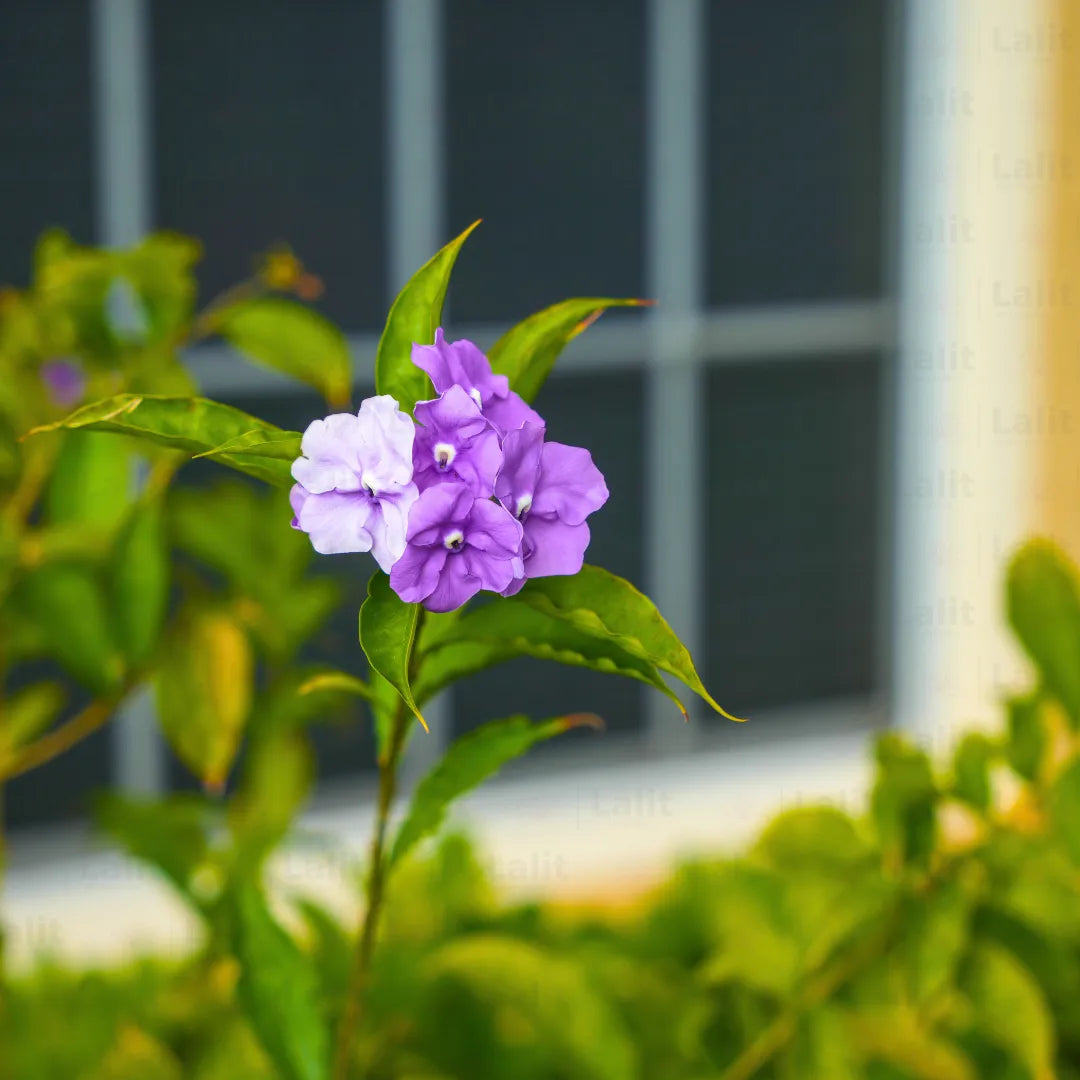yesterday today and tomorrow plant in pots Yesterday, Today & Tomorrow (Brunfelsia Pauciflora) Morning, Noon & Ni – Lalit Enterprise