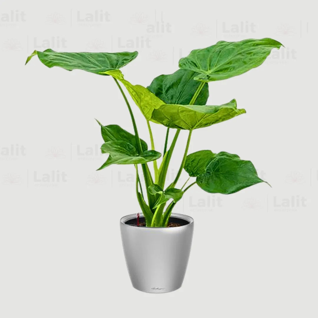 Buy Alocasia Cucullata (Hooded Dwarf Elephant Ear) - Plant Online at Lalitenterprise