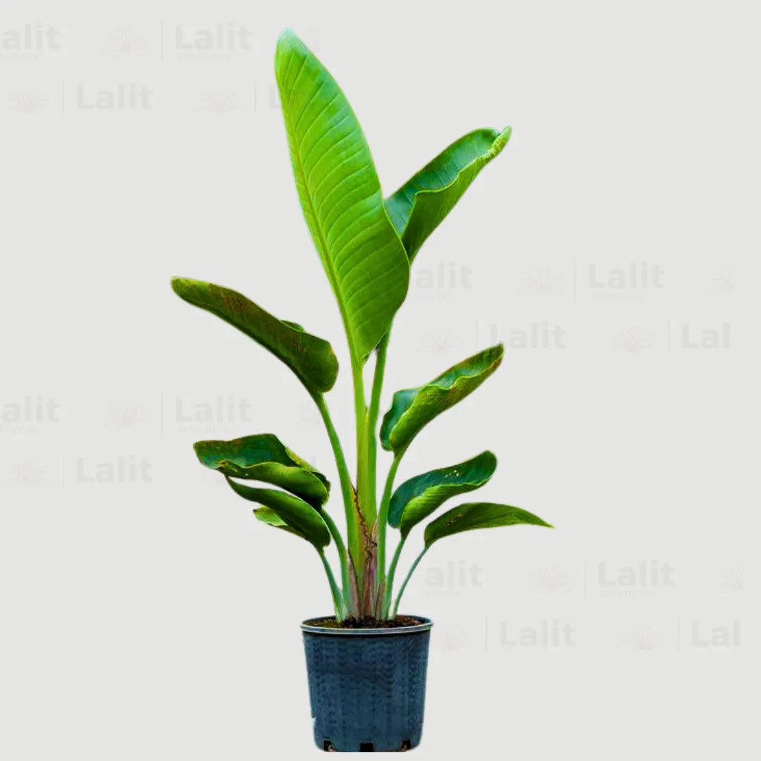 Buy Bird of paradise | Strelitzia Reginae | Crane flower - Plant Online at Lalitenterprise