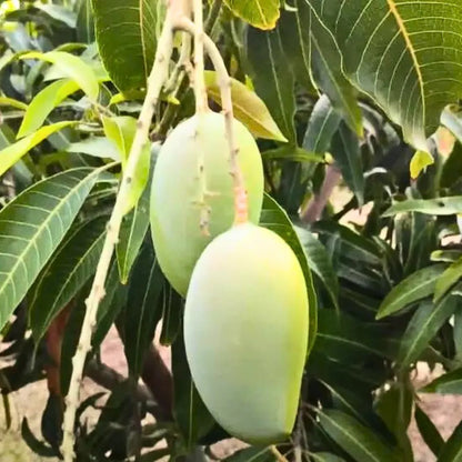 Buy Kesar Aam (Gir Kesar Mango) "Grafted" - Plant Online at Lalitenterprise