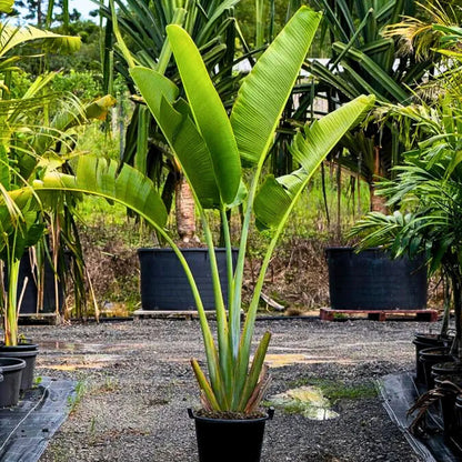 Buy Travellar Palm (Ravenala Madagascariensis) - Plant Online at Lalitenterprise