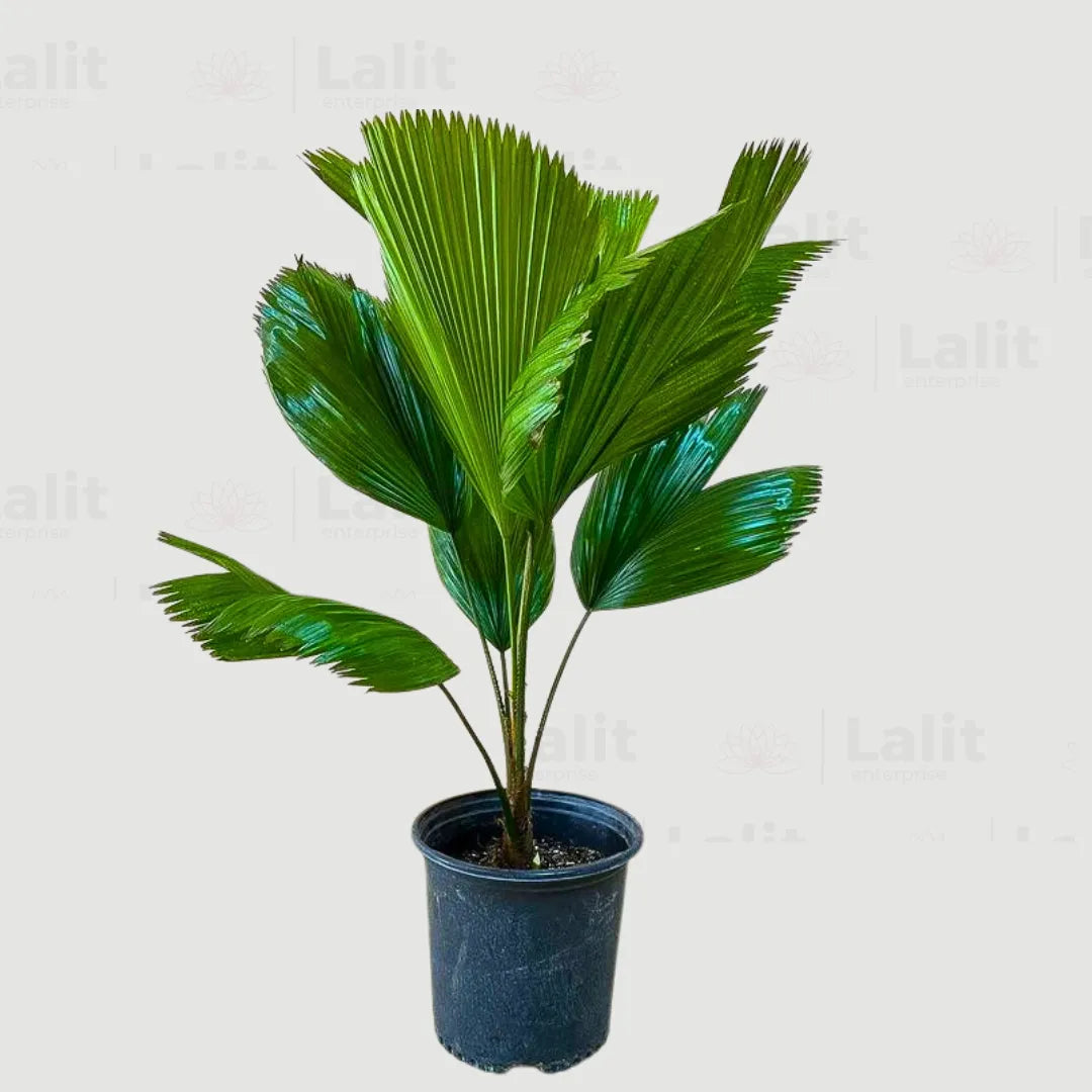 Buy Ruffled Fan Palm (Licuala Grandis) – Plant Online at Lalitenterprise