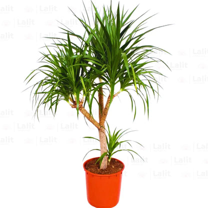 Buy Dracaena Draco "Dragon Tree" - Plant Online at Lalitenterprise